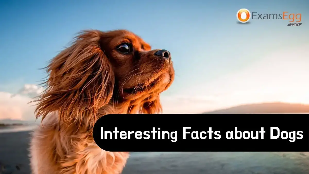 what are 3 interesting facts about dogs