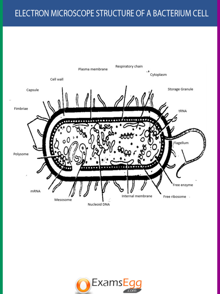 Electron microscope structure of a bacterium cell