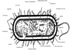 bacteria quiz