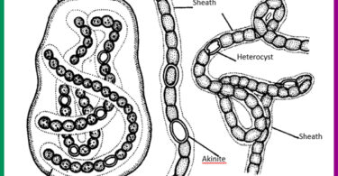 cyanobacteria quiz